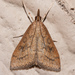 Celery Leaftier Moth - Photo (c) Eric Williams, all rights reserved, uploaded by Eric Williams