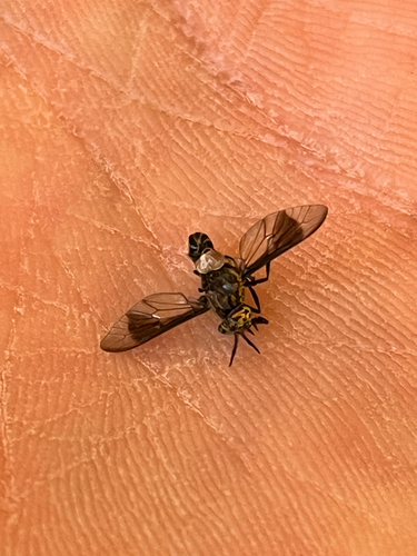 iNaturalist observation photo of Deer Flies