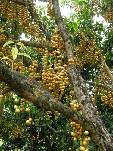 Baccaurea