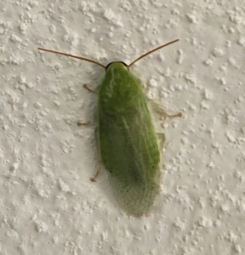 Panchlora