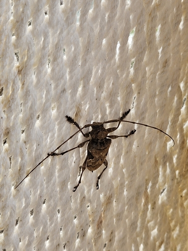 Spider Longhorned Beetle