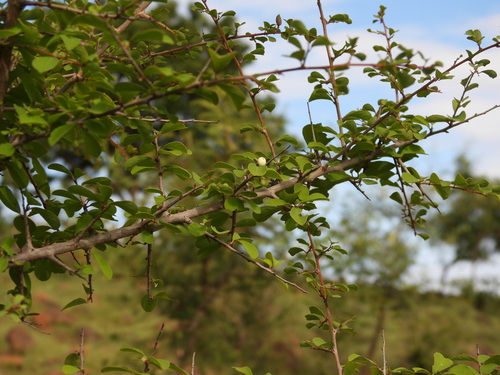 Indian snowberry