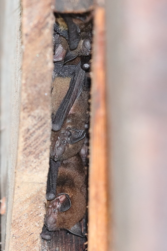 Rohu's bat (Philetor brachypterus) — Least Concern Mammalia