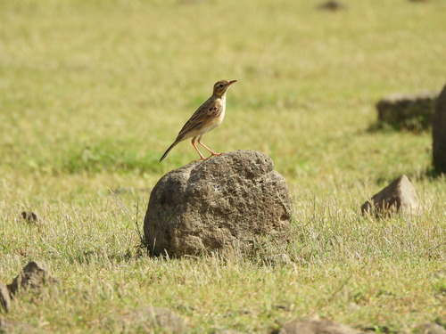 Paddyfield Pipit