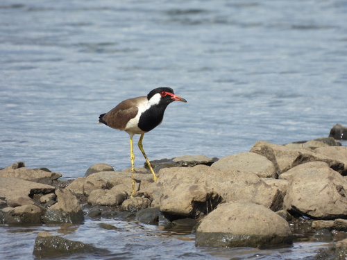 Red-wattled Lapwing