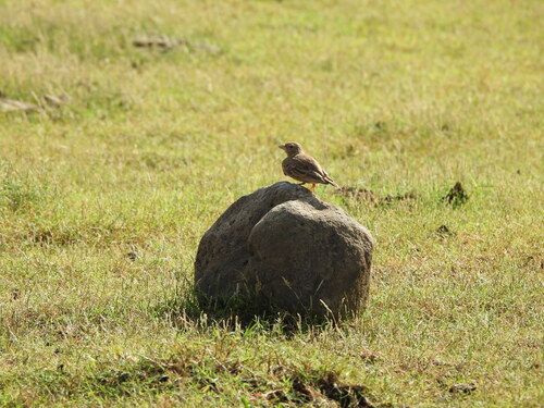 Ashy-crowned Sparrow-Lark