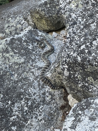 iNaturalist observation photo of Northern Pacific Rattlesnake