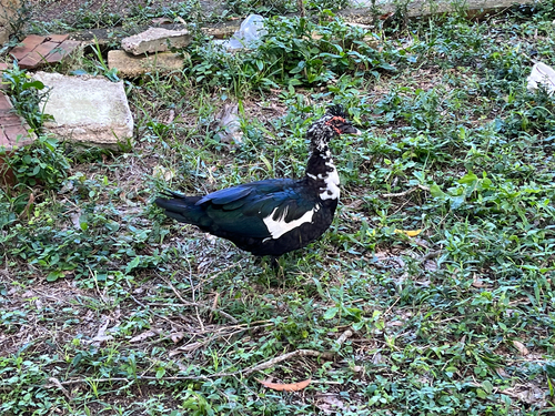 Domestic Muscovy Duck