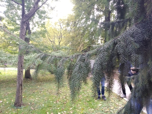 Serbian spruce