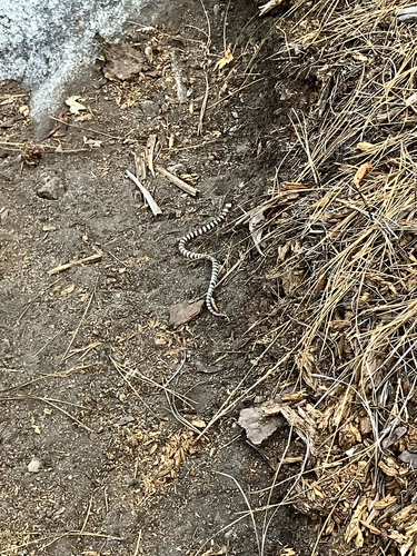 iNaturalist observation photo of California Mountain Kingsnake