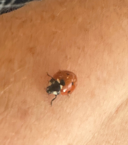 Seven-spotted Lady Beetle