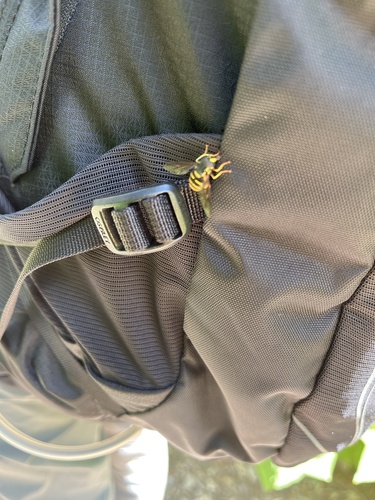 Unknown species found near Glacier National Park, Babb, MT, US
