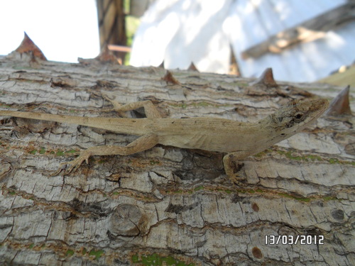 Silky Anole