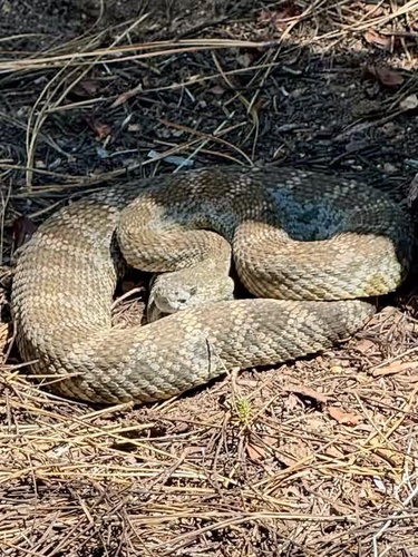 iNaturalist observation photo of Western Rattlesnake