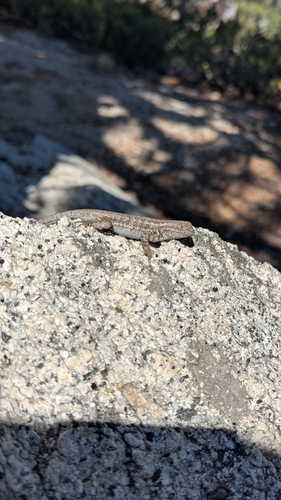 iNaturalist observation photo of Common Sagebrush Lizard
