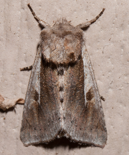 Meropleon cosmion