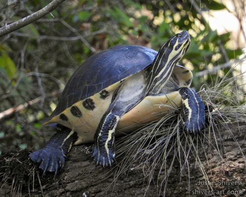 Peninsular Cooter