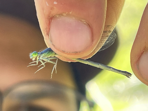 iNaturalist observation photo of Western Forktail