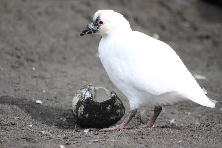 Black-faced Sheathbill photo