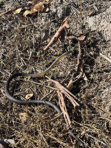 Common Tree Snake sighting