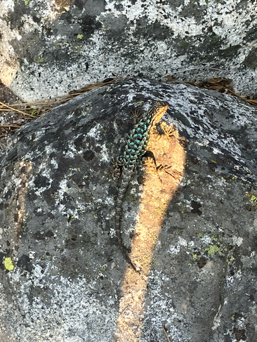 iNaturalist observation photo of Western Fence Lizard
