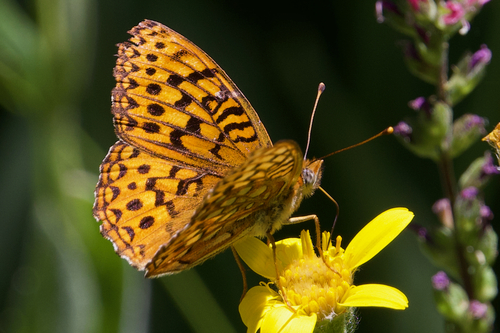 iNaturalist observation photo of Great Basin Fritillary