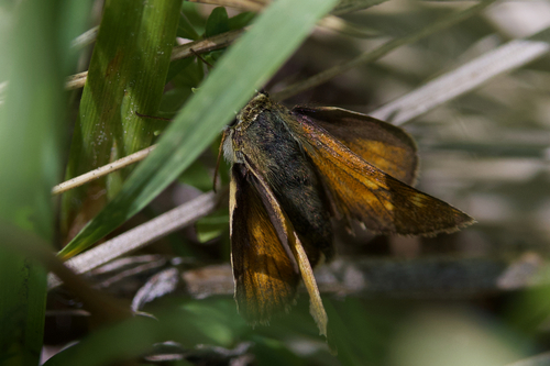 iNaturalist observation photo of Polites