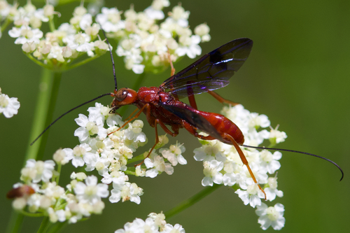 iNaturalist observation photo of Ichneumonid and Braconid Wasps