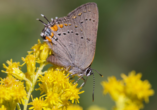 iNaturalist observation photo of California Hairstreak