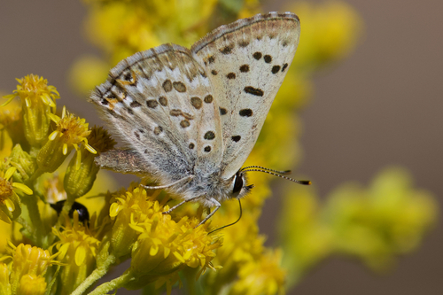 iNaturalist observation photo of Edith's Copper