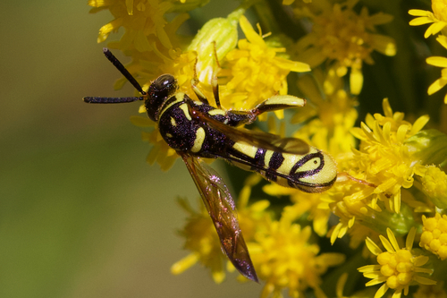 iNaturalist observation photo of Leucospis