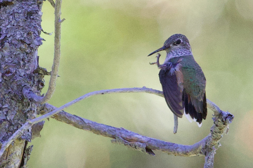 iNaturalist observation photo of Calliope Hummingbird