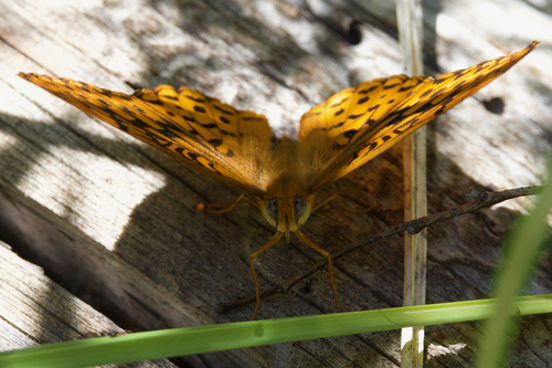 iNaturalist observation photo of Great Basin Fritillary