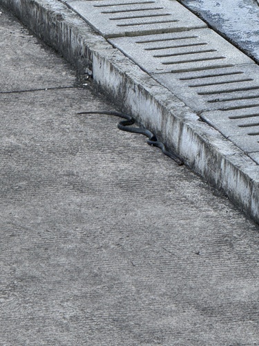 Chinese Cobra