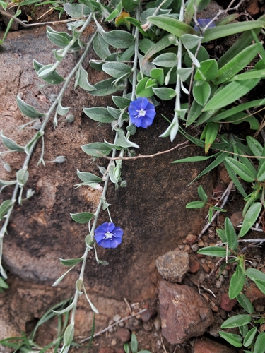 tropical speedwell