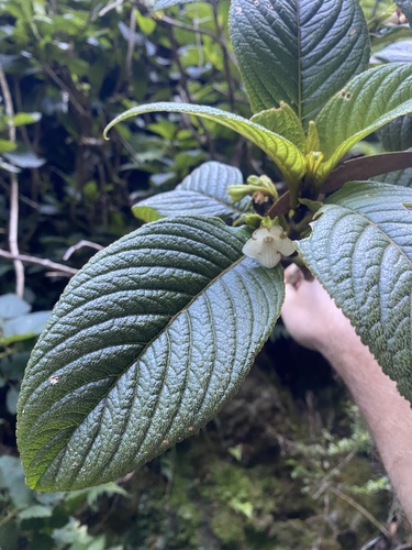 Cyrtandra ferripilosa H. St. John