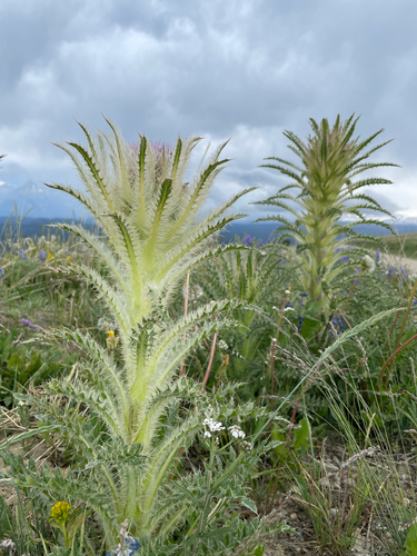Cirsium scariosum var. scariosum