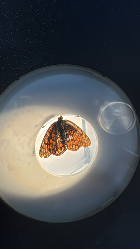 iNaturalist observation photo of Patches and Allies