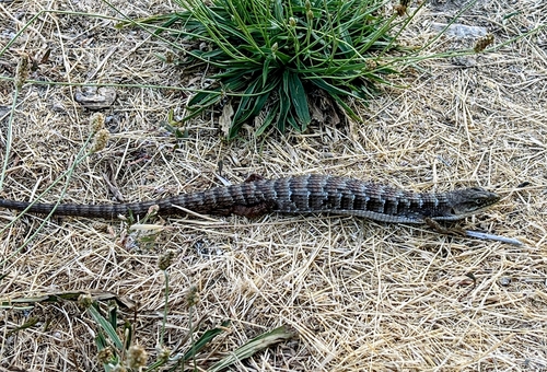 iNaturalist observation photo of Southern Alligator Lizard