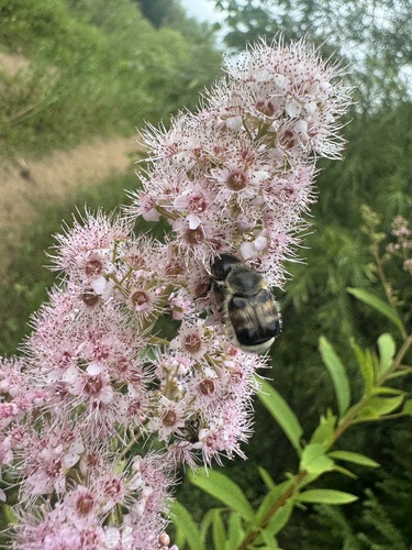 Lasiotrichius succinctus