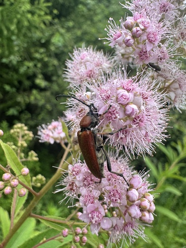 Stictoleptura dichroa