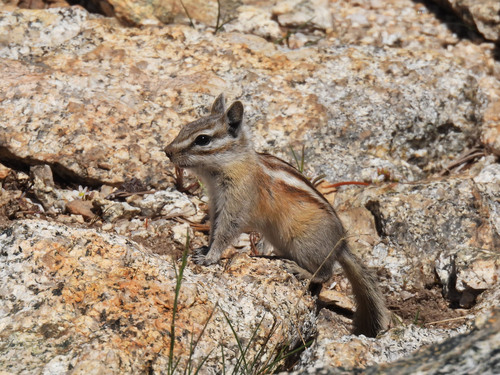 Alpine Chipmunk observed by birdingman