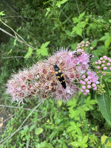 Strangalia attenuata