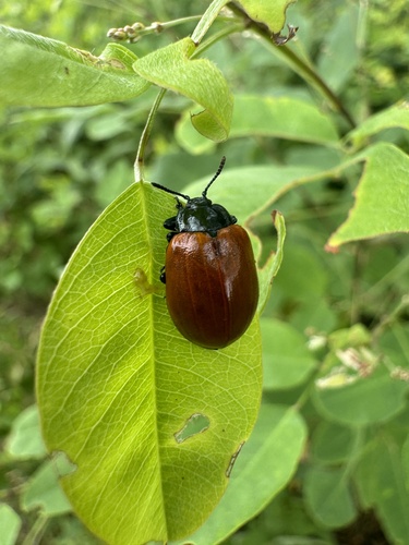 Poplar Leaf Beetle
