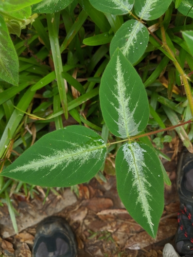 Silverleaf Desmodium