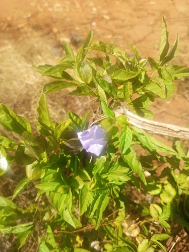 apple-of-Peru