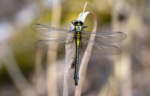 Common Clubtail