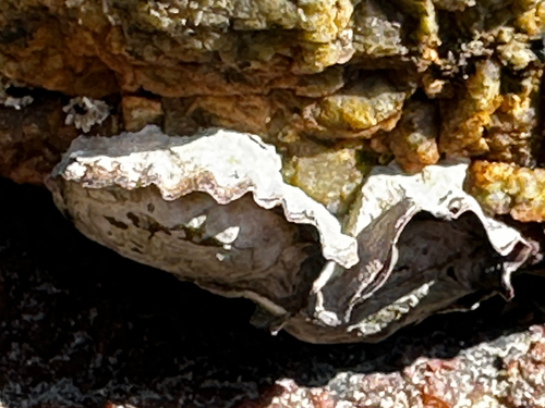 Saccostrea cuccullata