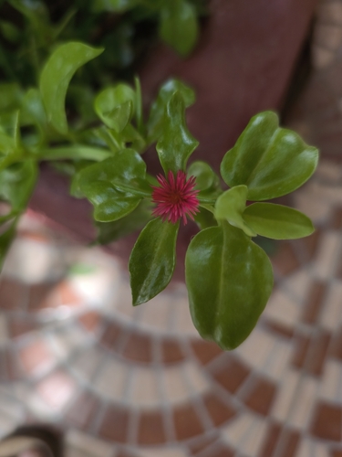 heart-leaf ice plant
