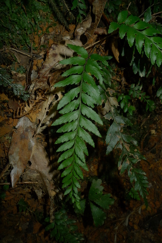 Austrogramme